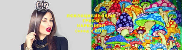 шишки Медвежьегорск